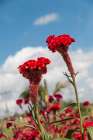 Cuba, Havana. Red, fuzzy flowers, variation of statice flower. Art Print